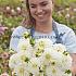 Dahlia Snow Cap (x 35)