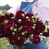 Dahlia Maroon Fox (x 35)