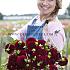 Dahlia Maroon Fox (x 35)