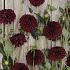 Dahlia Maroon Fox (x 35)