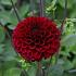 Dahlia Maroon Fox (x 35)