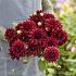 Dahlia Painted Black (x 35)