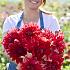 Dahlia Babylon Red (x 35)