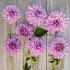 Dahlia Lavender Perfection (x 35)