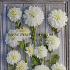 Dahlia Fleurel (x 35)