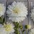 Dahlia Fleurel (x 35)