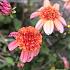 Dahlia Totally Tangerine (x 35)