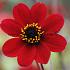 Dahlia Bishop Of Auckland (x 35)