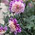 Dahlia Take Off (x 35)