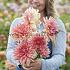 Dahlia Fairway Spur (x 35)