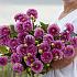 Dahlia Happy Hour (x 35)