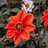 Dahlia Bishop Of Oxford (x 35)