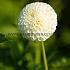 Dahlia Ryecroft Jan (x 35)