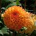 Dahlia Souvenir D'ete (x 35)