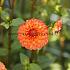 Dahlia Souvenir D'ete (x 35)