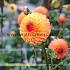 Dahlia Souvenir D'ete (x 35)