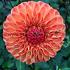 Dahlia Souvenir D'ete (x 35)