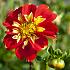 Dahlia Pooh (x 35)