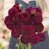 Dahlia Gipsy Night (x 35)
