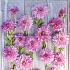 Dahlia Café au Lait Royal (x 35)