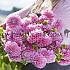 Dahlia Sweet Fabienne (x 35)