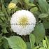 Dahlia Caro (x 35)