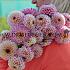Dahlia Wine Eyed Jill (x 35)