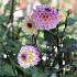 Dahlia Wine Eyed Jill (x 35)