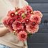 Dahlia Orange Girl (x 35)
