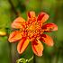 Dahlia Josie (x 35)