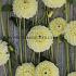 Dahlia Banana Baby (x 35)