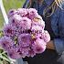 Dahlia Bazuin Lavender (x 35)