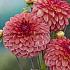 Dahlia Chapeau Bas (x 35)