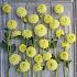 Dahlia Golden Eye (x 35)