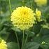 Dahlia Golden Eye (x 35)