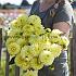 Dahlia Golden Eye (x 35)