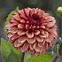 Dahlia High Fidelity (x 35)