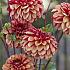 Dahlia High Fidelity (x 35)