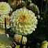 Dahlia Isa's Favourite (x 35)