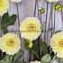 Dahlia Isa's Favourite (x 35)