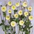 Dahlia Isa's Favourite (x 35)