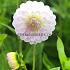 Dahlia Smoothy (x 35)