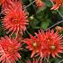 Dahlia Park Record (x 35)