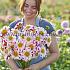 Dahlia Bumble Rumble (x 35)
