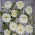 Dahlia Café au Lait Supreme® (x 35)
