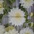 Dahlia Café au Lait Supreme® (x 35)
