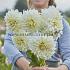 Dahlia Café au Lait Supreme® (x 35)