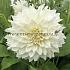 Dahlia Café au Lait Supreme® (x 35)