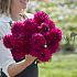 Dahlia Candy Time (x 35)