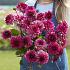 Dahlia Muchacha (x 35)